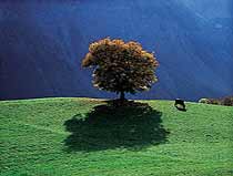 Foto Baum